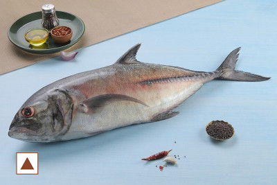 TREVALLY / വറ്റ / VATTA (LARGE) (WHOLE-500G)