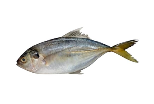 [1913] SHRIMP SCAD / VATTA PAARA / വറ്റ പാറ (M)